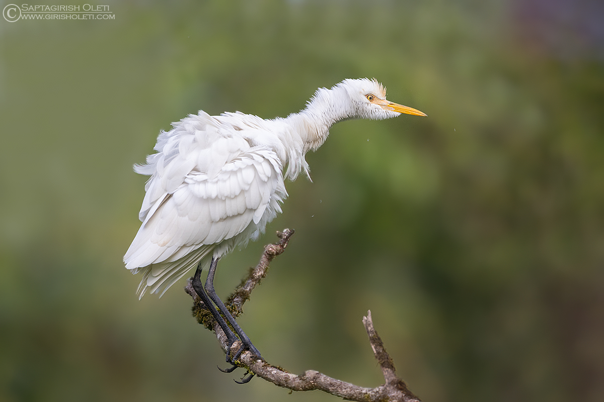 Cattle Egret photographed at Thattekad, Kerala