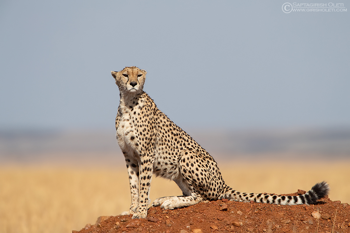 Cheetah photographed at Masai Mara, Kenya