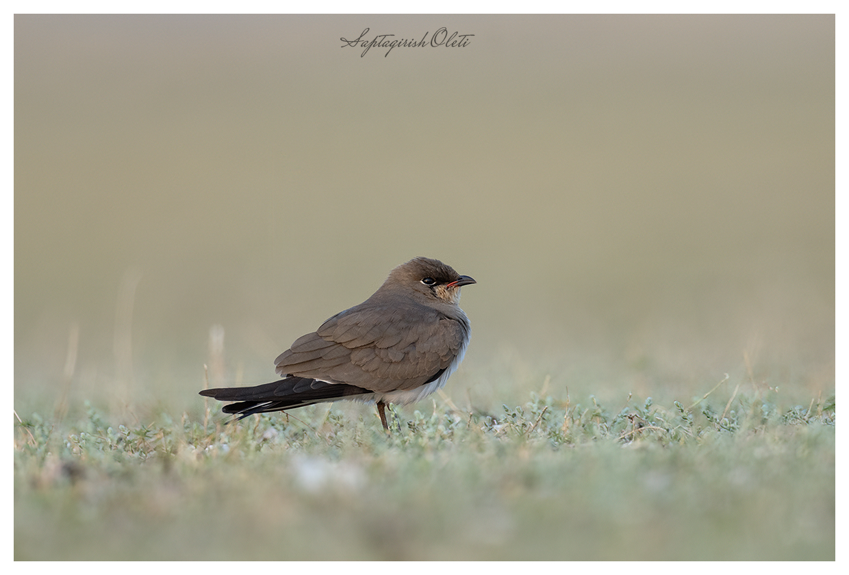 Collared Pratincole photographed at Little Rann of Kutch