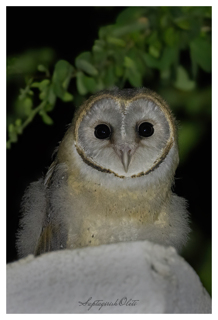 Common Barn-owl photographed at Nalsarovar