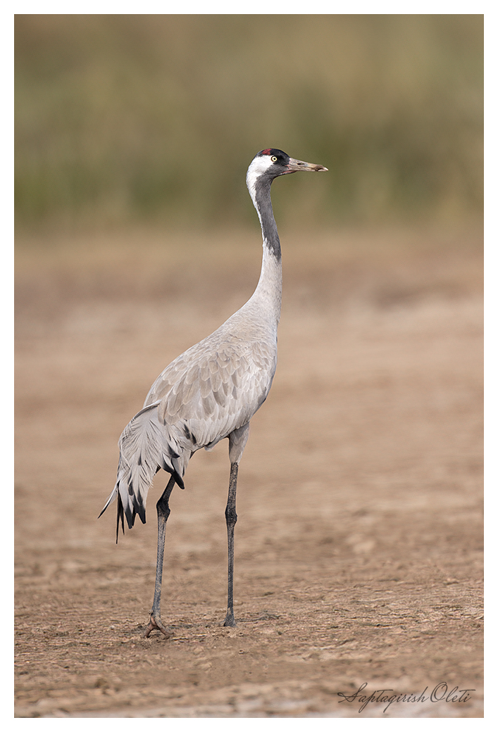 Common Crane photographed at Little Rann of Kutch