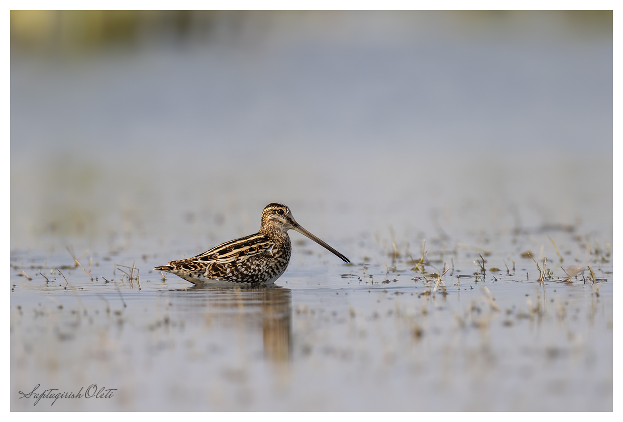 Common Snipe photographed at Little Rann of Kutch