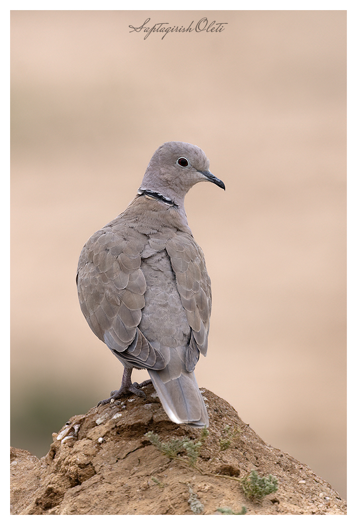Eurasian Collared-dove photographed at Nalsarovar