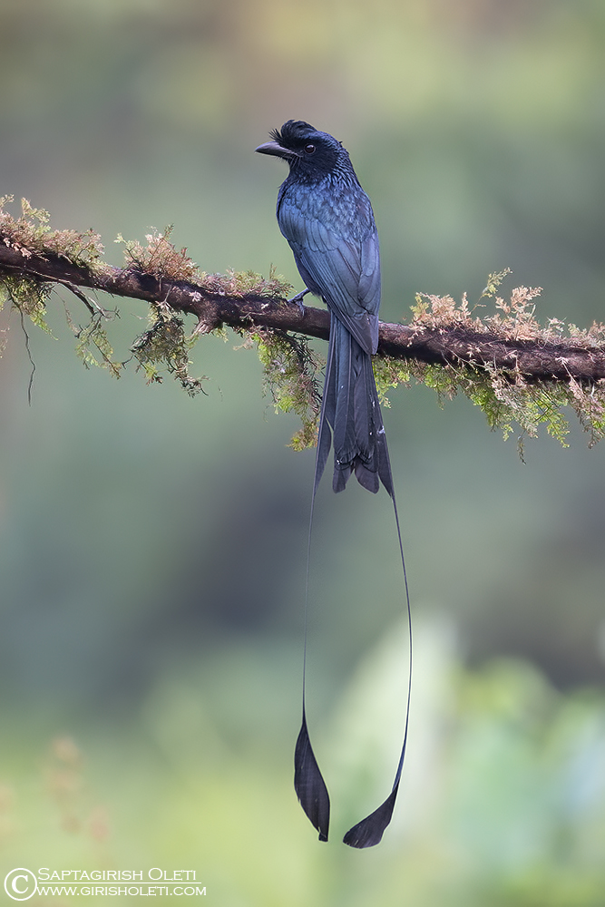 Greater Racket-tailed Drongo photographed at Thattekad, Kerala