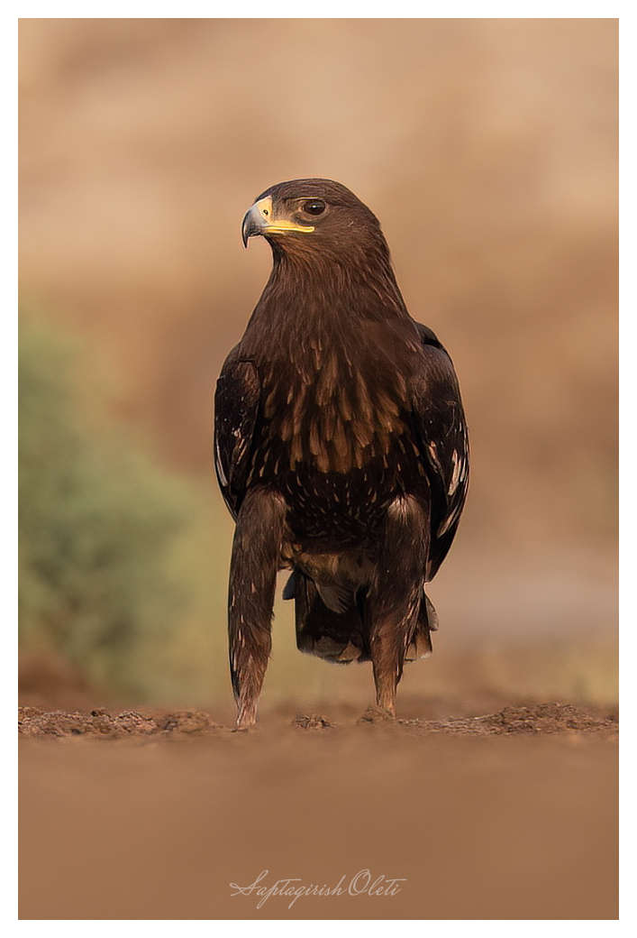 Greater Spotted Eagle photographed at Little Rann of Kutch