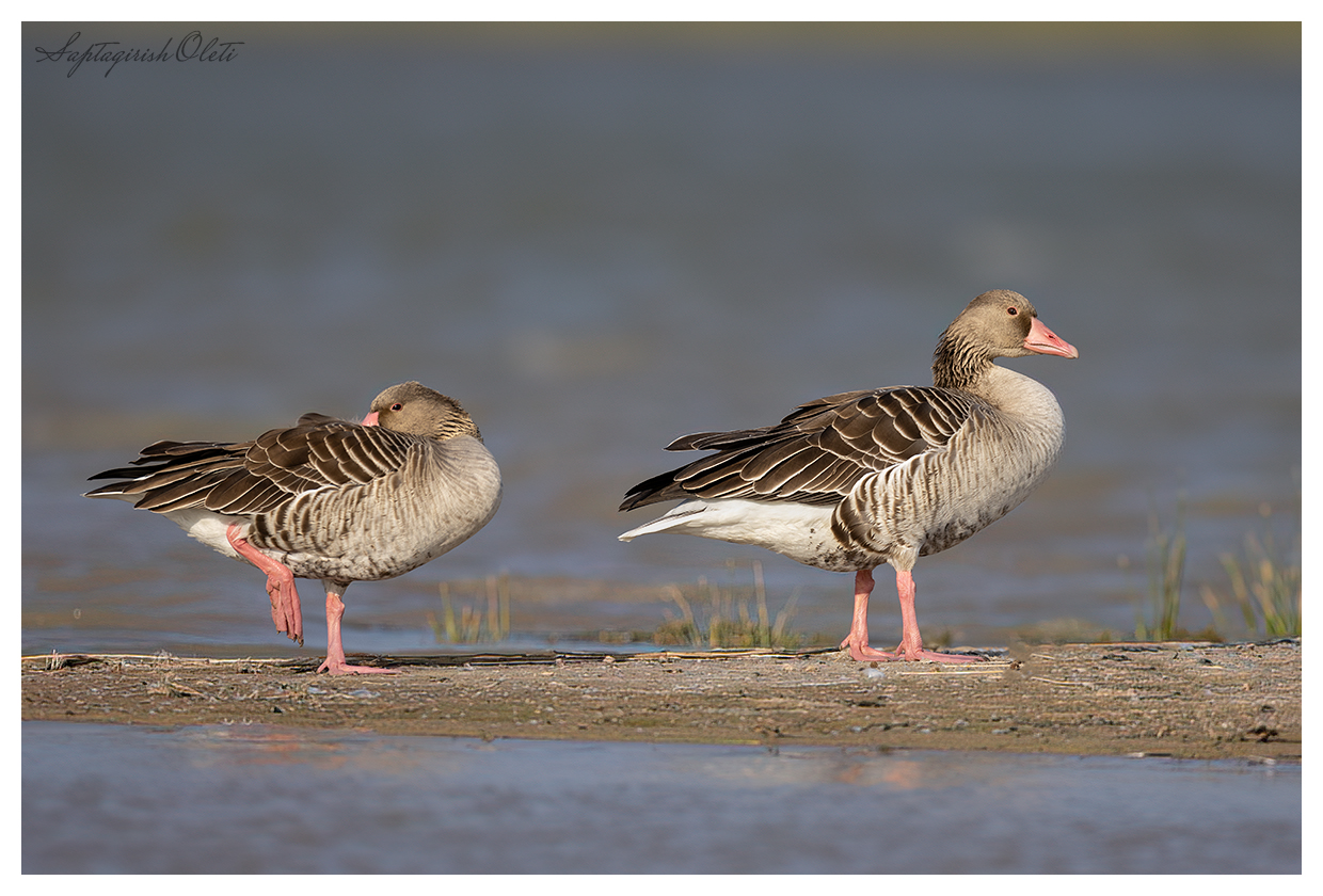 Greylag Goose photographed at Little Rann of Kutch