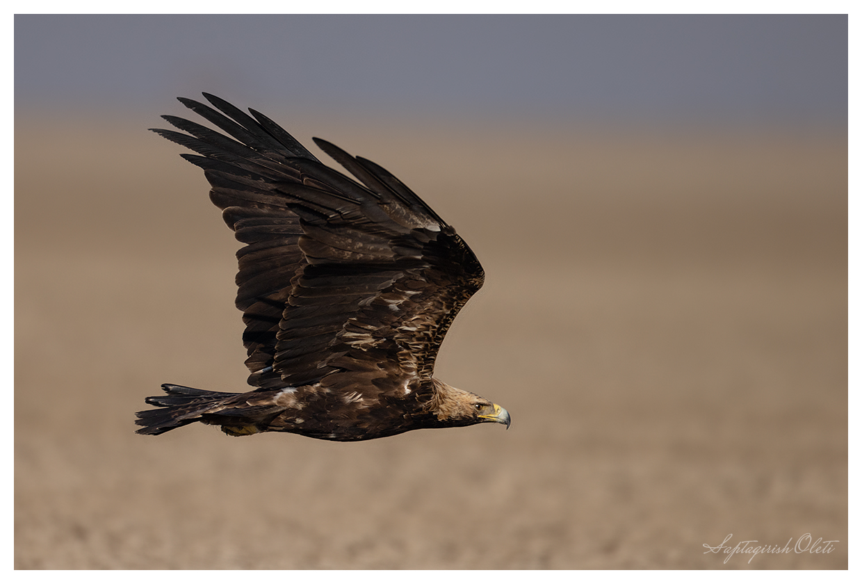 Imperial Eagle photographed at Little Rann of Kutch