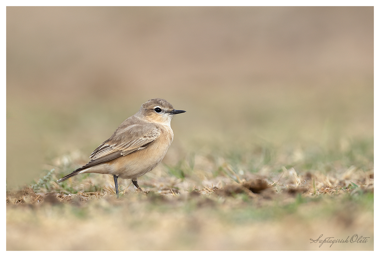 Isabelline Wheatear photographed at Nalsarovar
