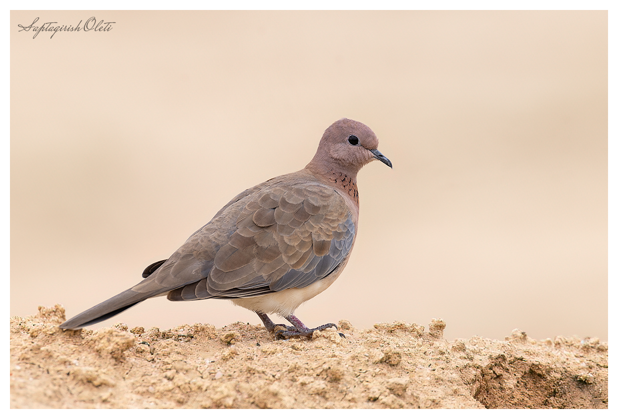 Laughing Dove photographed at Nalsarovar