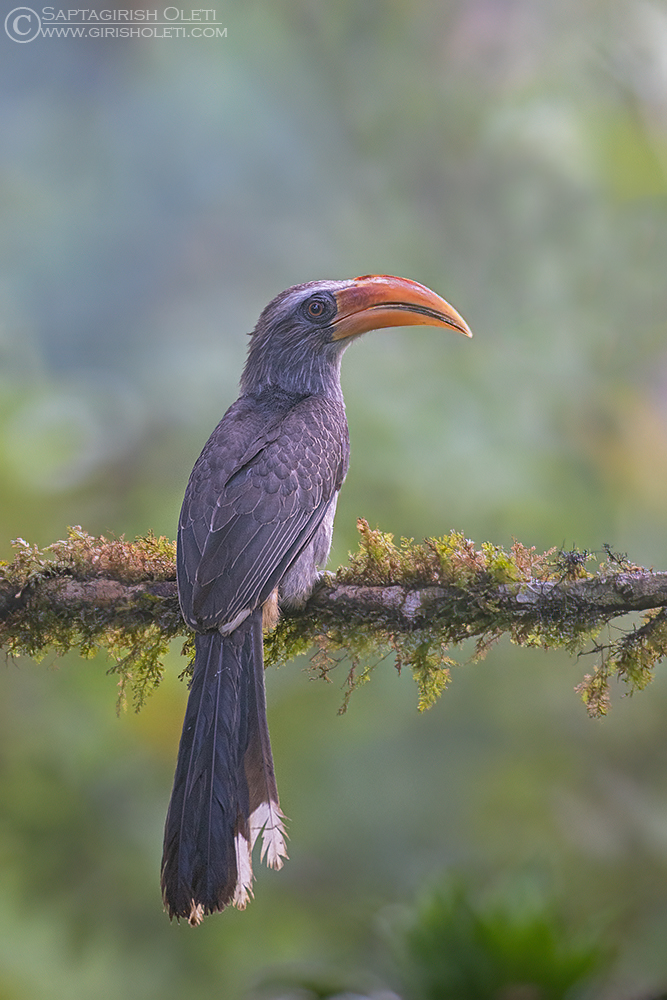 Malabar Grey Hornbill photographed at Thattekad, Kerala