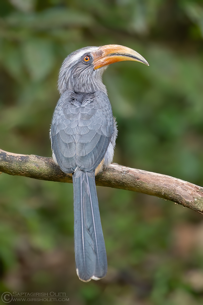 Malabar Grey Hornbill photographed at Thattekad, Kerala