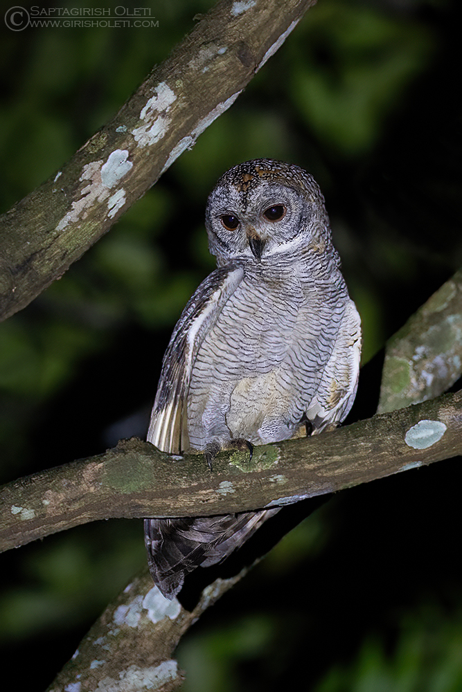 Mottled Wood-owl photographed at Thattekad, Kerala
