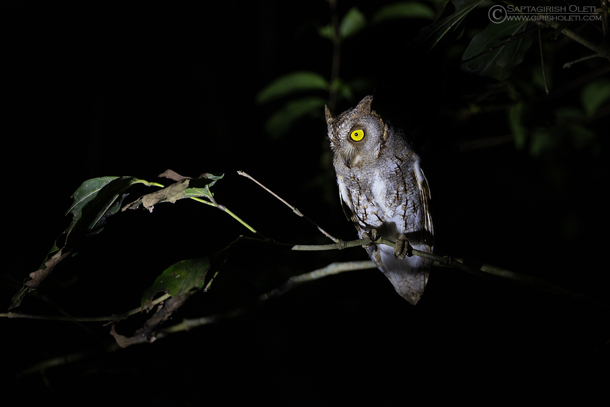 Oriental Scops-owl photographed at Thattekad, Kerala