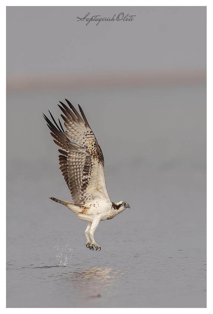 Osprey photographed at Little Rann of Kutch