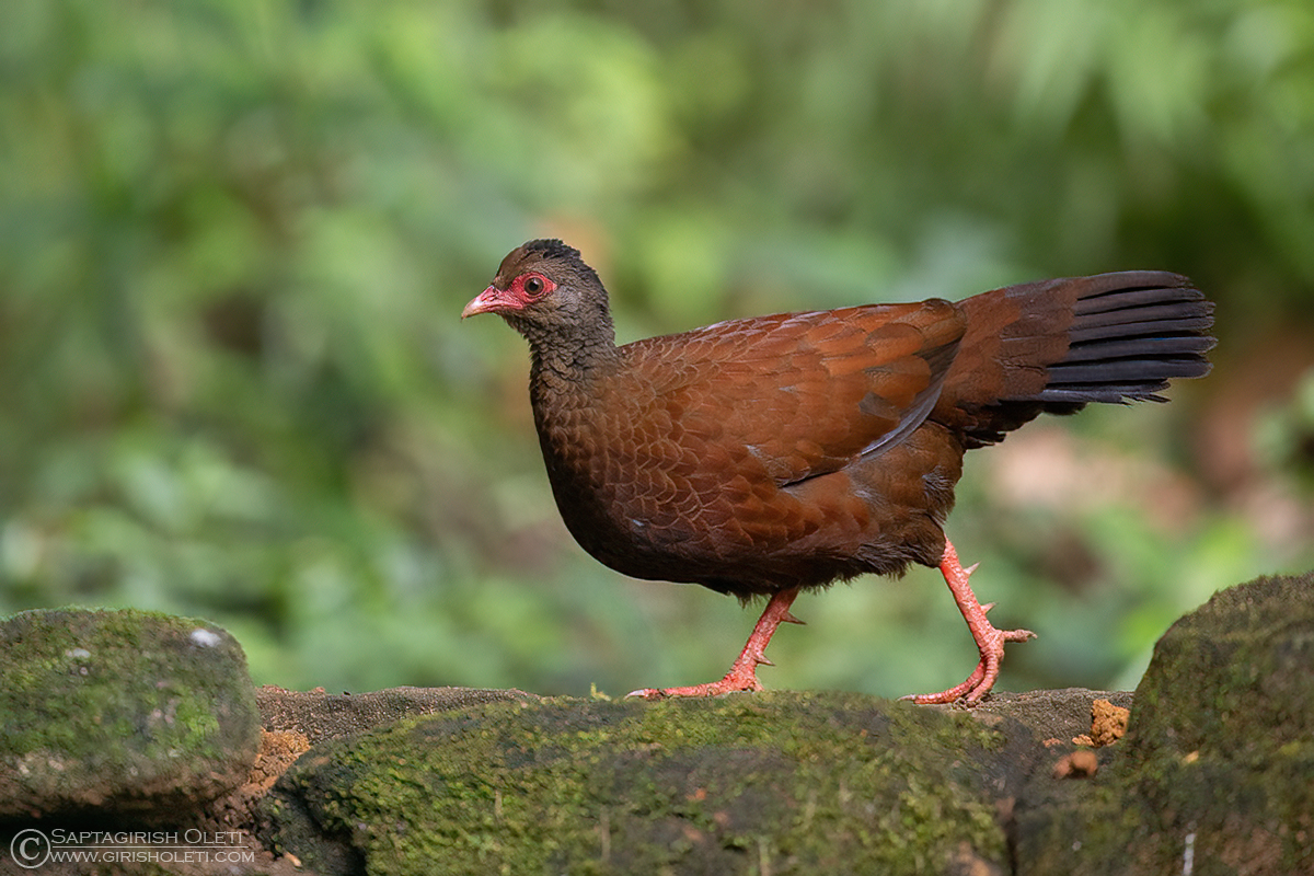 Red Spurfowl photographed at Thattekad, Kerala