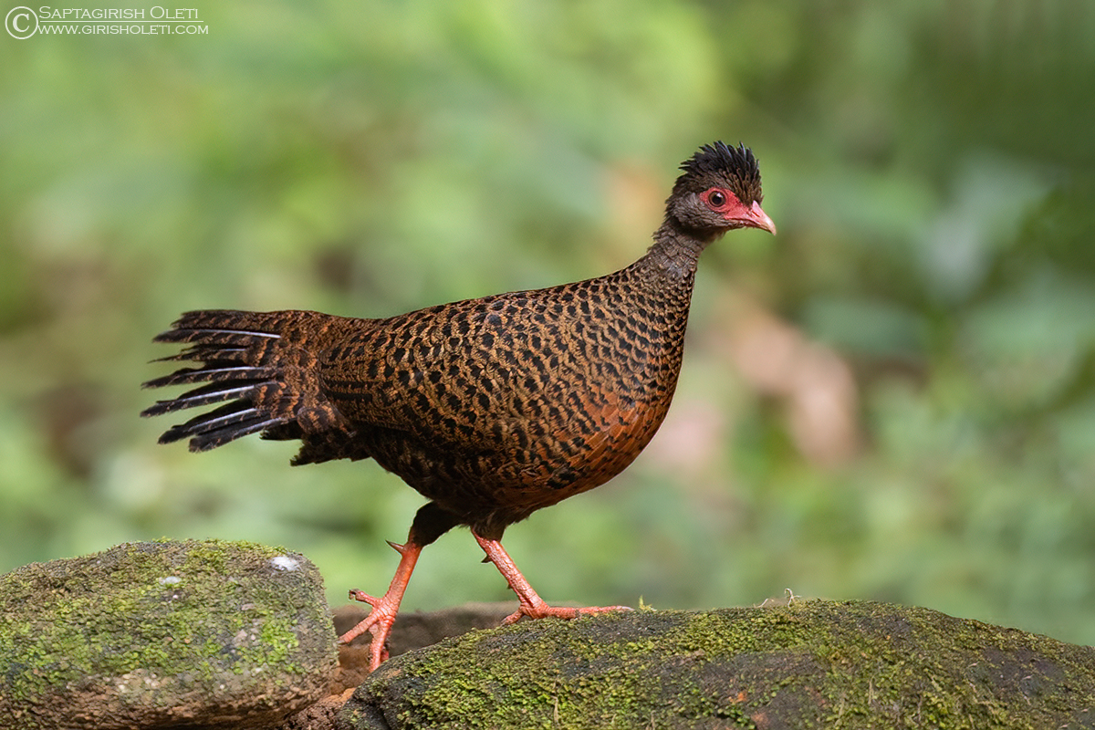 Red Spurfowl photographed at Thattekad, Kerala