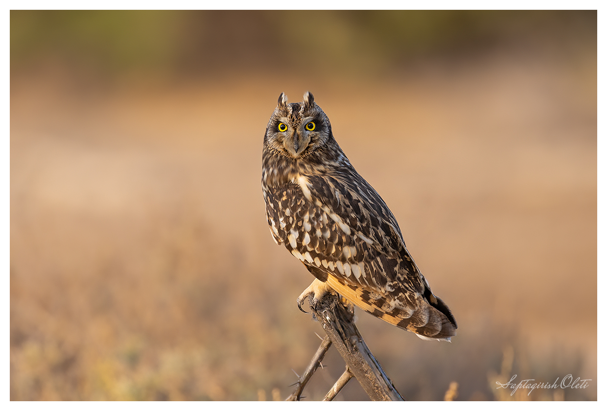 Short-eared Owl photographed at Little Rann of Kutch