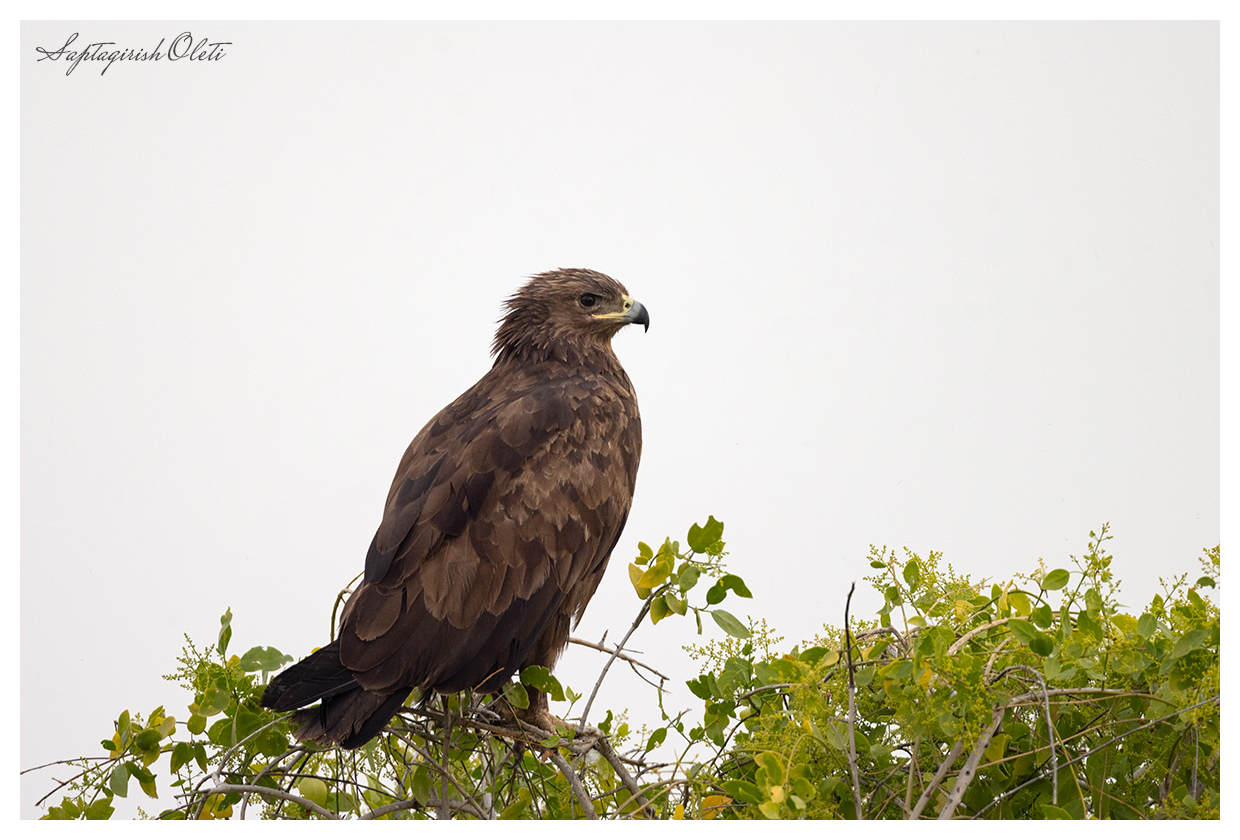 Steppe Eagle photographed at Little Rann of Kutch