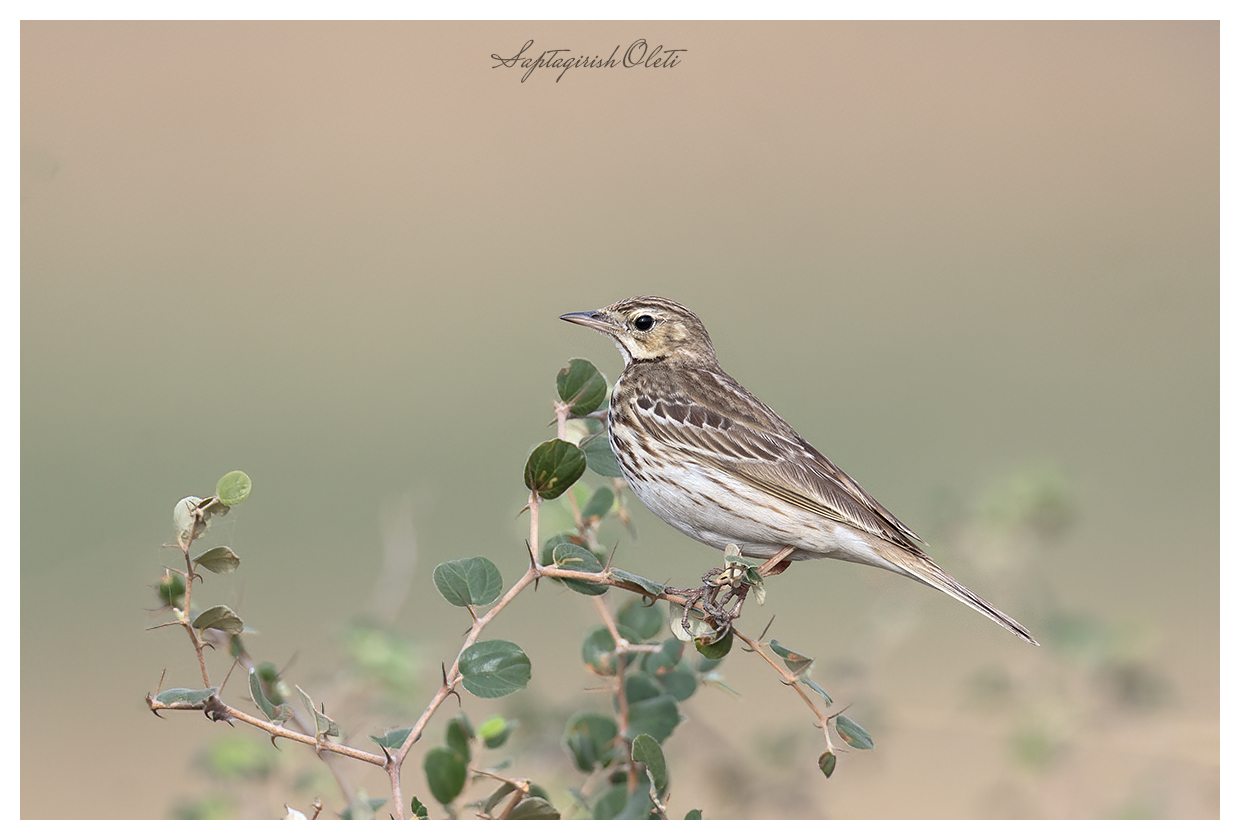 Tree Pipit photographed at Nalsarovar