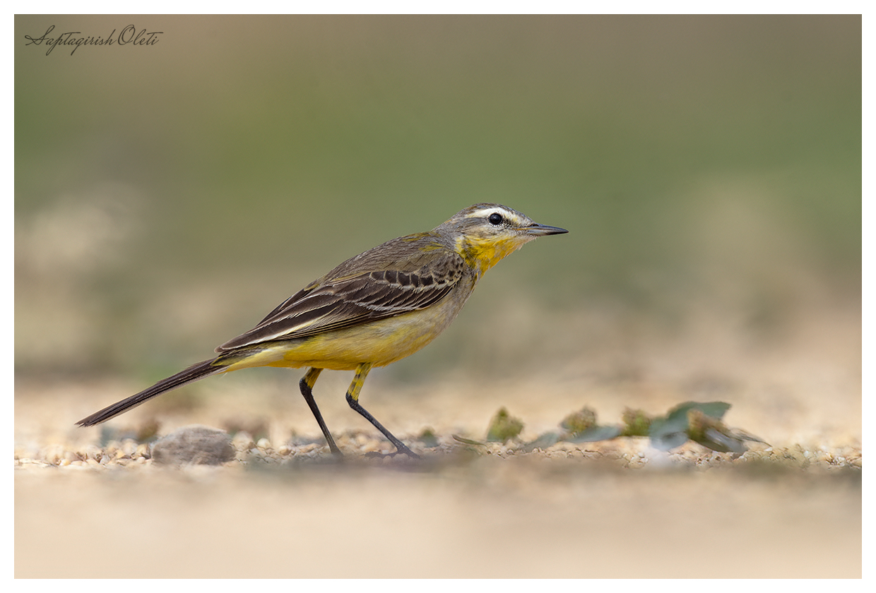 Western Yellow Wagtail photographed at Nalsarovar