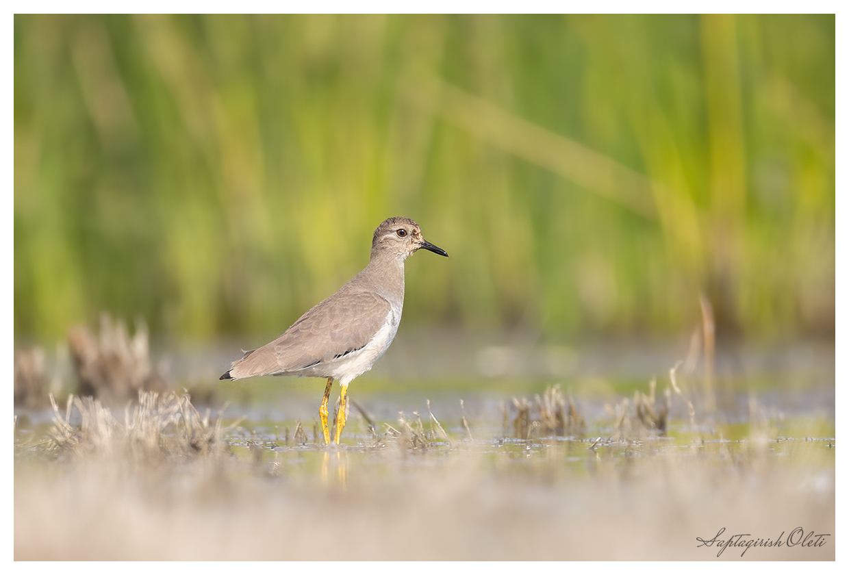 White-tailed Lapwing photographed at Little Rann of Kutch
