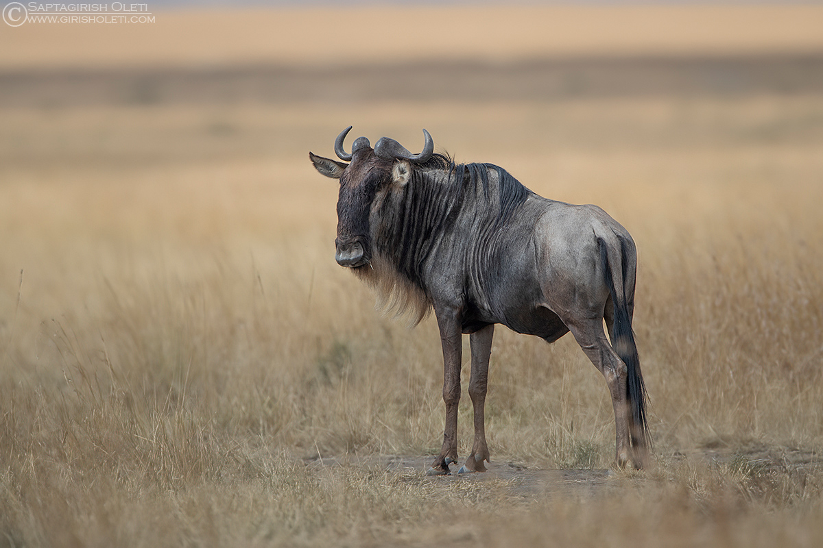 Wildebeest photographed at Masai Mara, Kenya