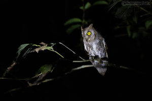 Oriental Scops-owl