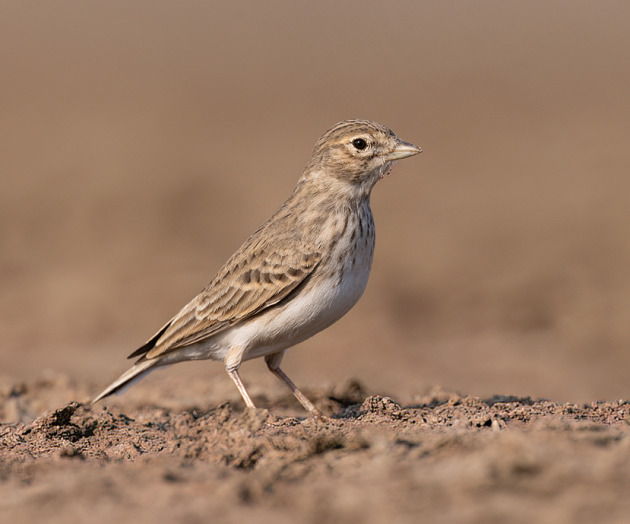 A Decade Later, the Rann Beckons Once More: A Photographer's Return to Little Rann and Nalsarovar. trip report