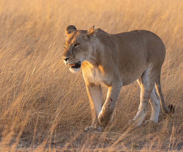 African Odyssey: Tales from the Untamed Masai Mara trip report