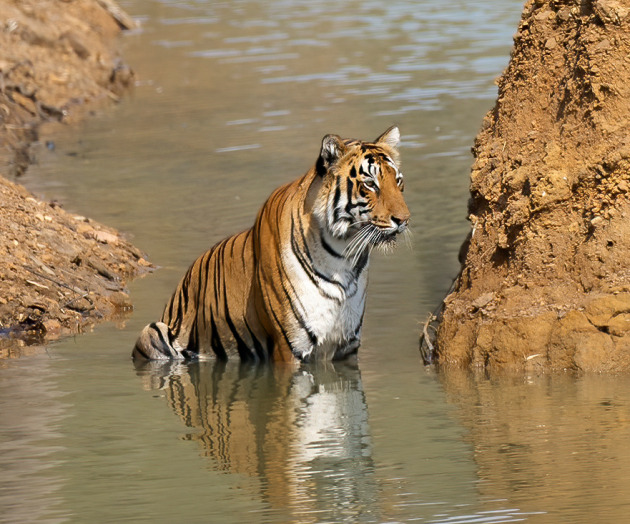 Tadoba Photography trip blog