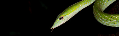 Western Ghats wildlife photography
