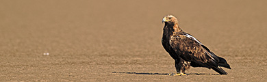 Rann & Deserts wildlife photography