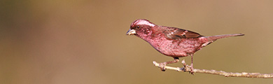 Himalayas wildlife photography