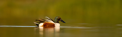 Wetlands & Coasts wildlife photography