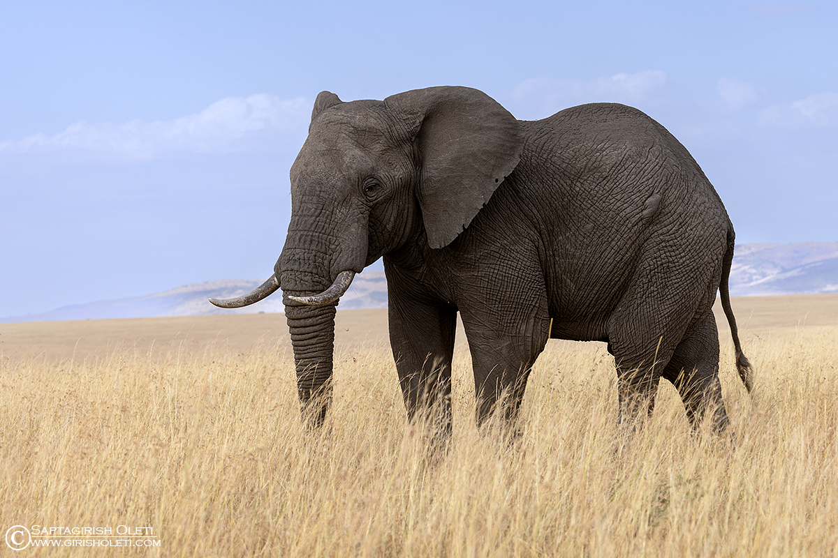 African Elephant photographed at Masai Mara, Kenya