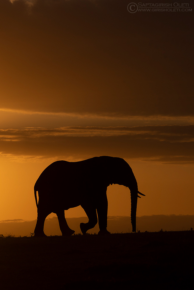African Elephant photographed at Masai Mara, Kenya