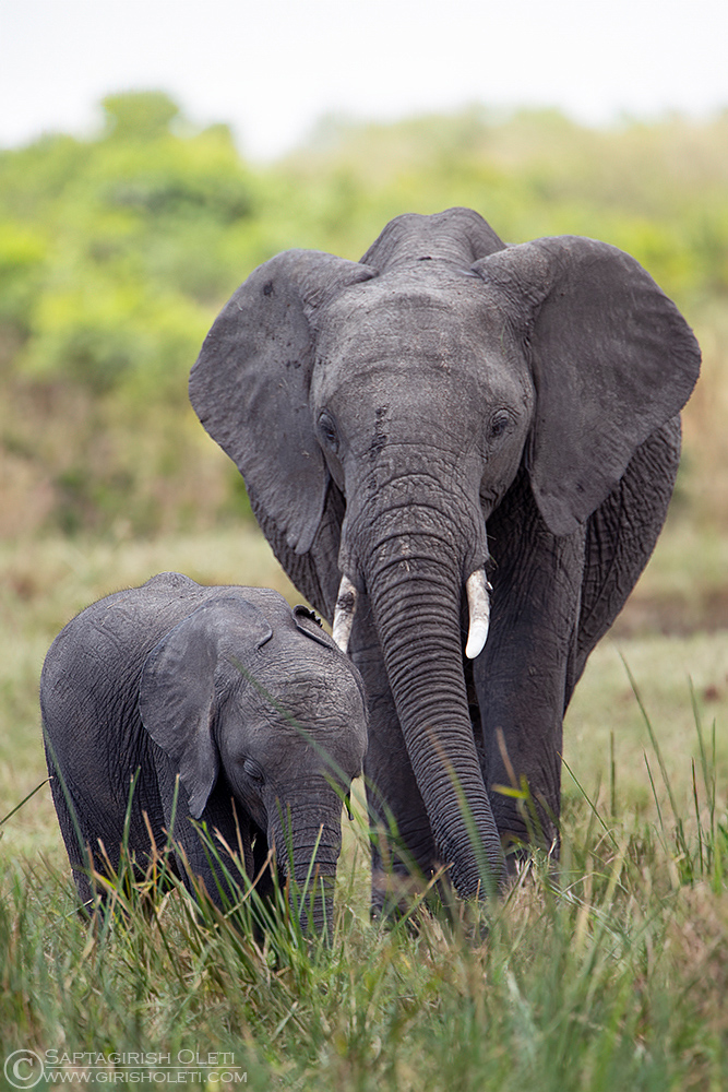 African Elephant photographed at Masai Mara, Kenya