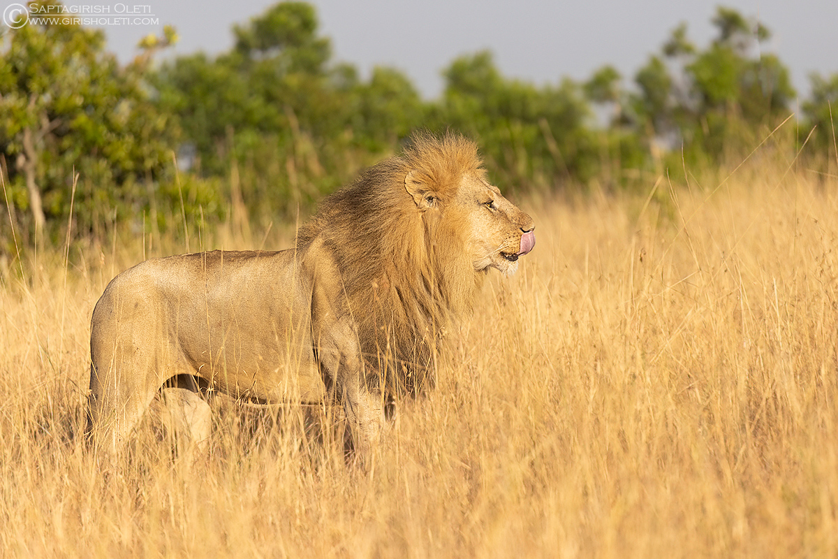 African Lion photographed at Masai Mara, Kenya