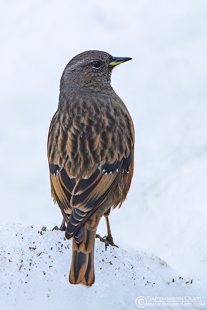 Alpine Accentor photographed at Chopta, India