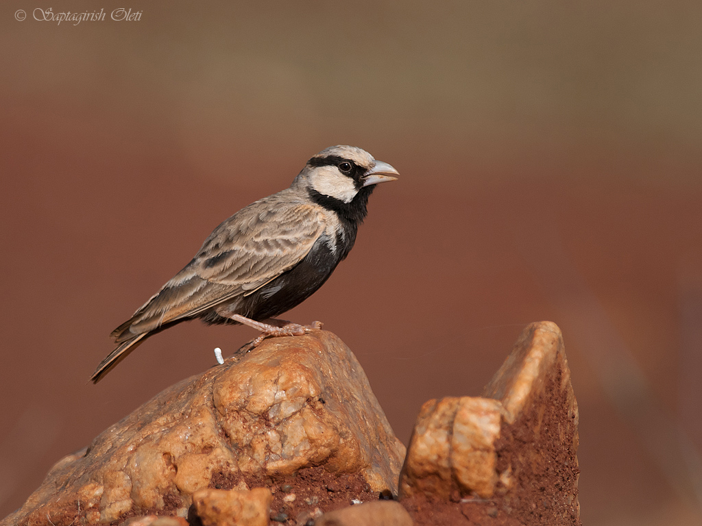 Ashy-crowned Sparrow-Lark photographed at Bangalore