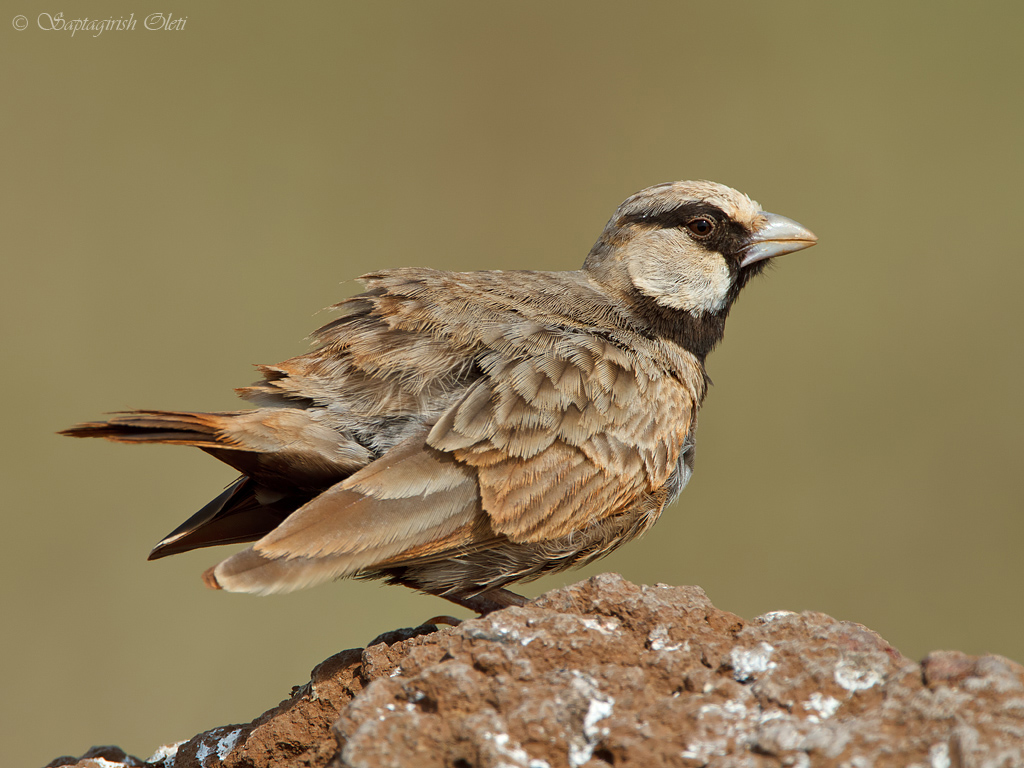 Ashy-crowned Sparrow-Lark photographed at Bangalore