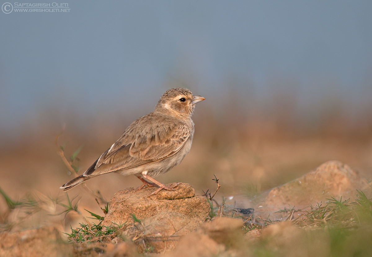 Ashy-crowned Sparrow-Lark photographed at Bangalore, India