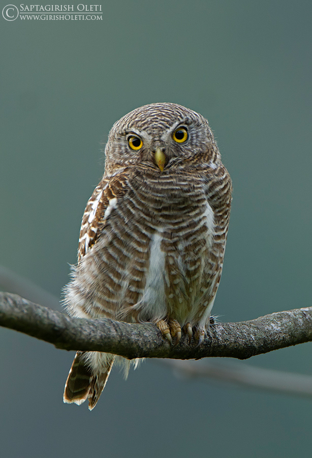 Asian Barred Owlet photographed at Sattal, India