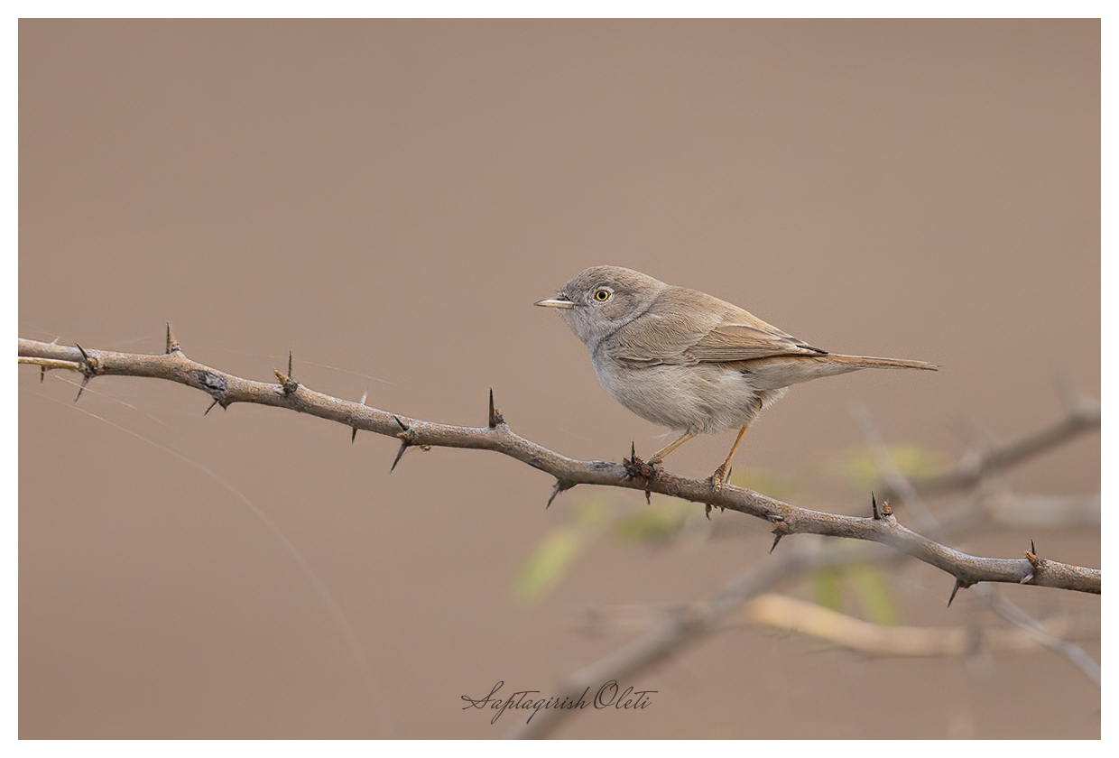 Asian Desert Warbler (Desert Warbler) photographed at Little Rann of Kutch