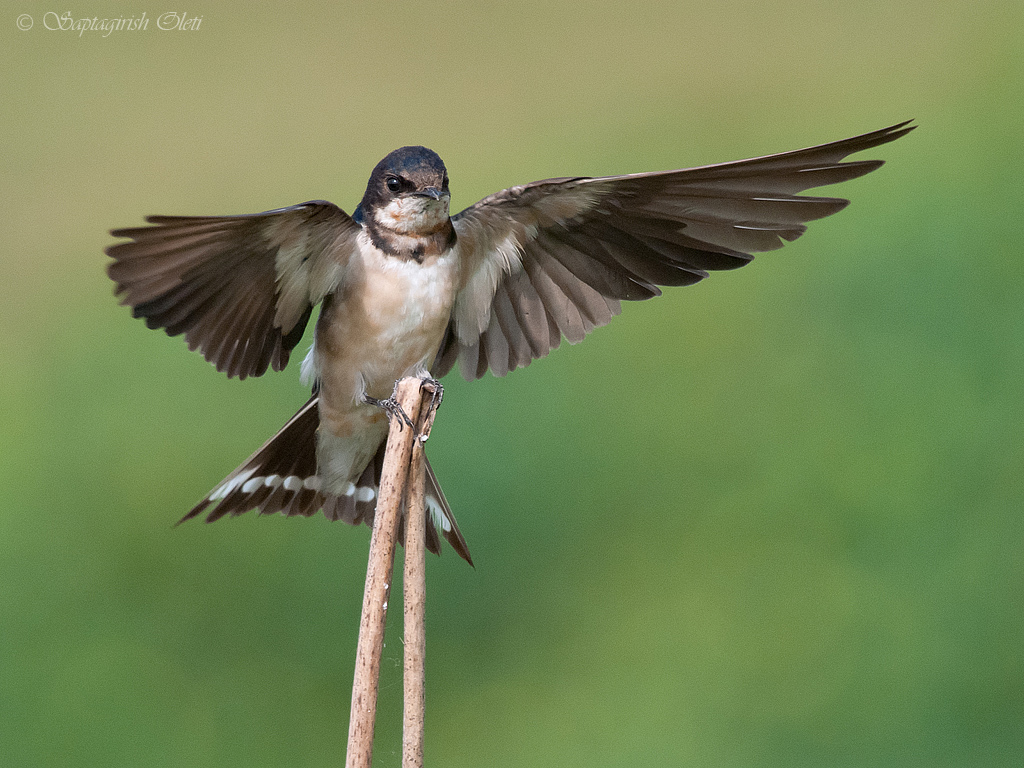 Barn Swallow photographed at Mysore, India