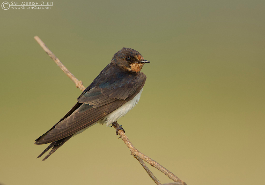 Barn Swallow photographed at Bangalore