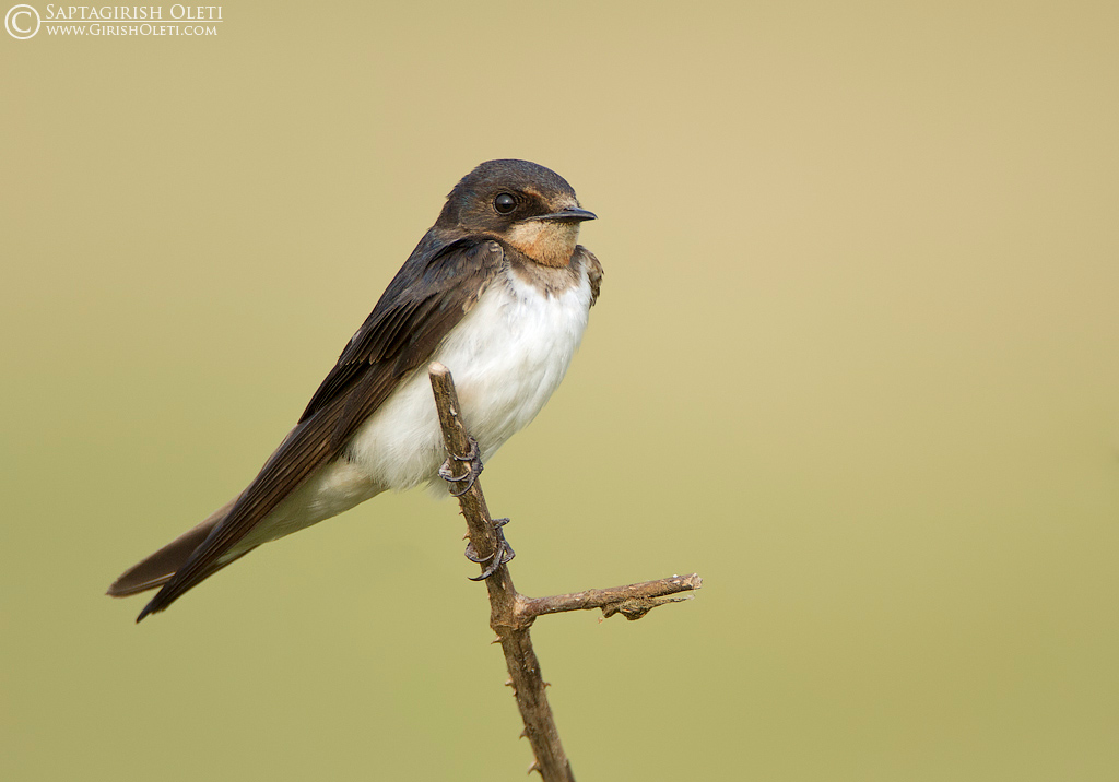 Barn Swallow photographed at Bangalore, India