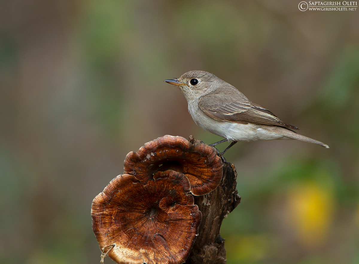 Asian Brown Flycatcher photographed at Sattal, India