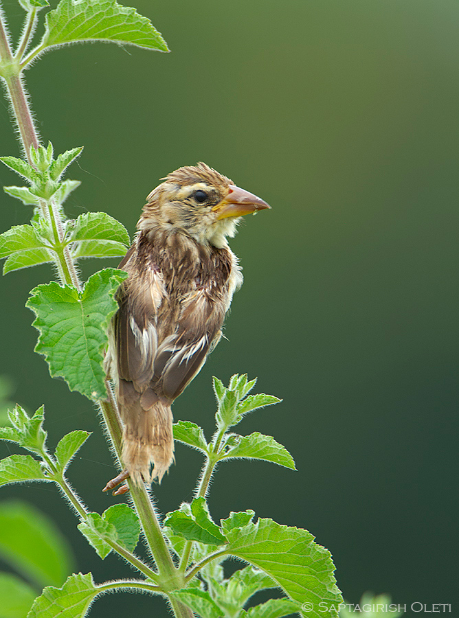 Baya Weaver photographed at Annavaram, Andhra Pradesh