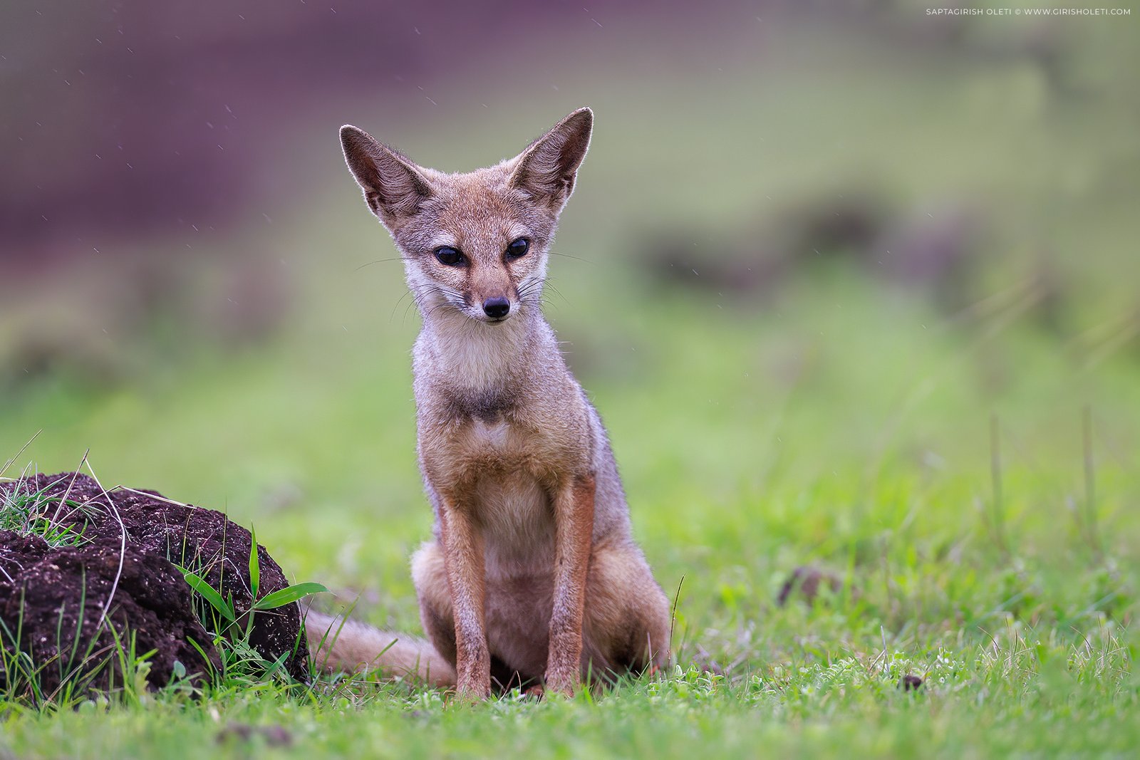 Bengal Fox